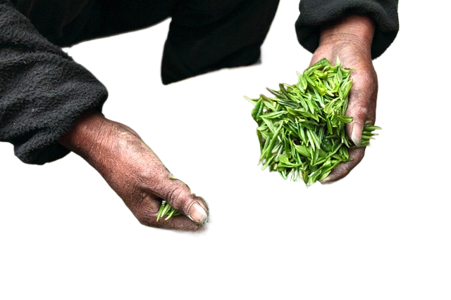 tea, leaves, hands