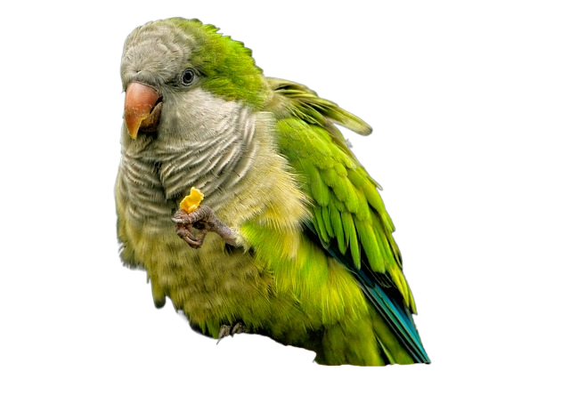 parrot, parakeet, monk parakeet