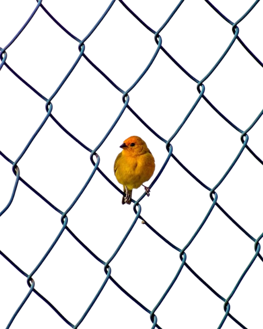 bird, fencing, beak