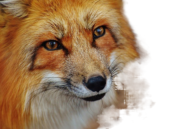 red fox, animal, wildlife 红狐狸,动物,野生动物