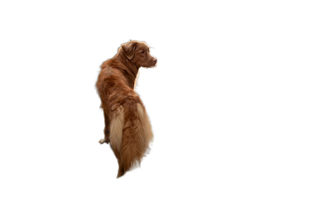 nova scotia duck tolling retriever, dog, forest 新斯科舍鸭收费寻回犬,狗,森林