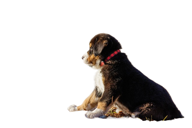 puppy, bernese mountain dog, beach