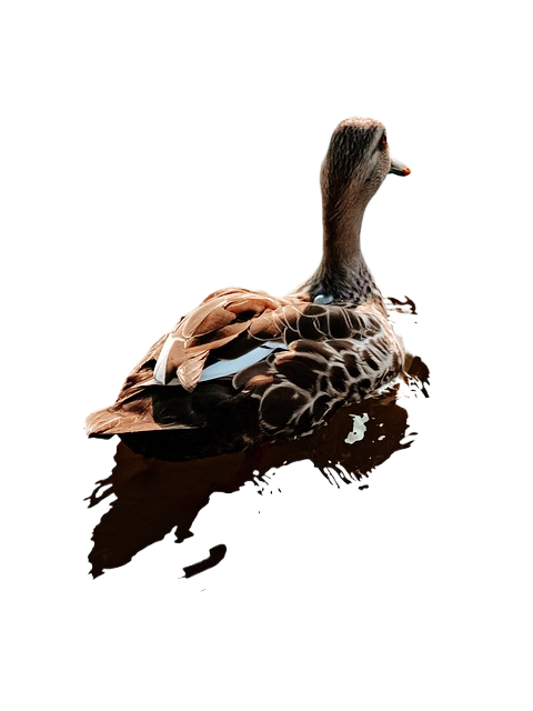 duck, animal, bird