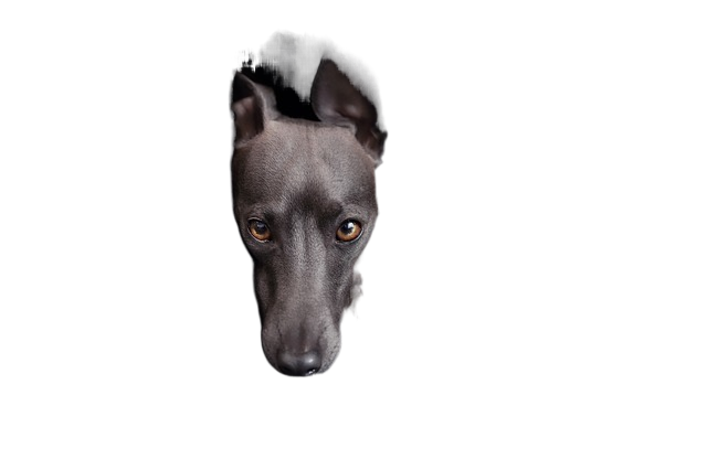 dog, italian greyhound, greyhound 狗,意大利灵缇犬,灰狗