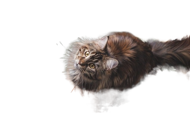 cat, maine coon, kitty 缅因库恩猫,小猫