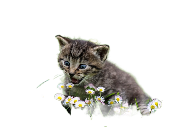 kitty, playful, flowers 基蒂,顽皮,鲜花