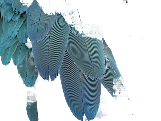 feathers, plumage, blue 羽毛,羽毛,蓝色