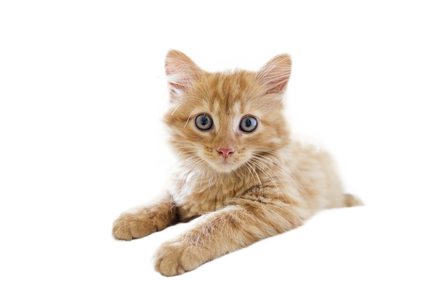 cat, kitten, tabby