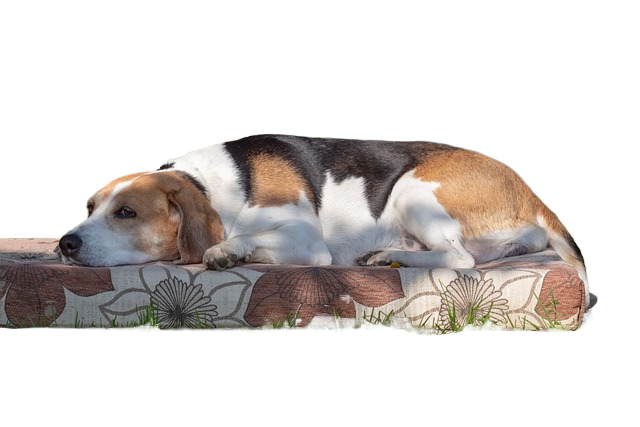 estonian hound, dog, hound