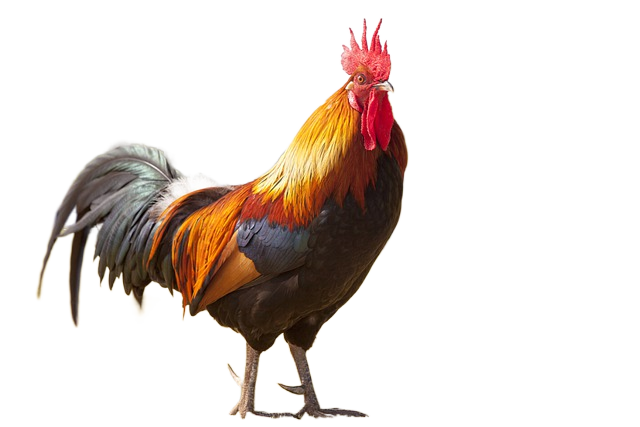 rooster, chicken, male 鸡,鸡肉,男性