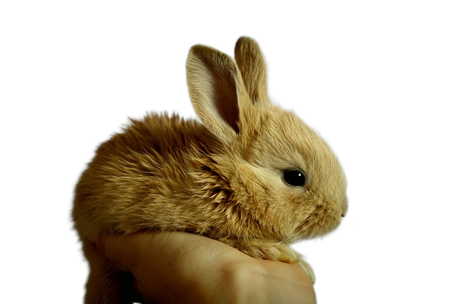 rabbit, bunny, pet 兔子,兔子,宠物