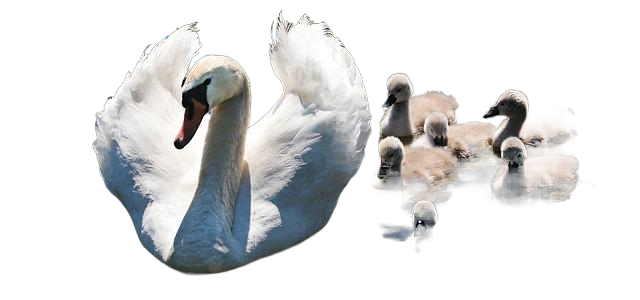 swan, cygnets, family swan, cygnets, family