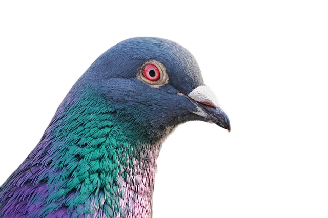 bird, pigeon, avian 鸟,鸽子,禽流感