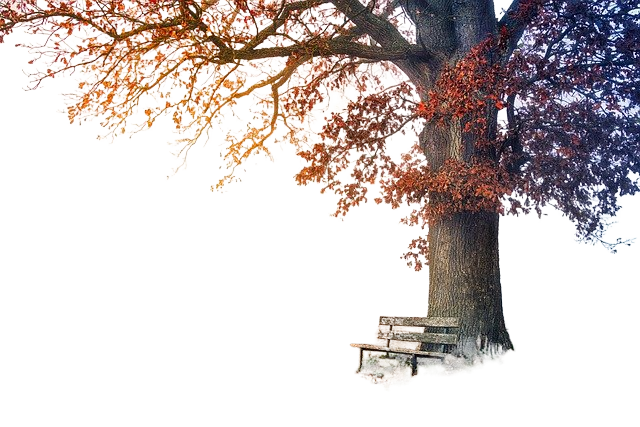 tree, park bench, autumn 树,公园的长椅上,秋天