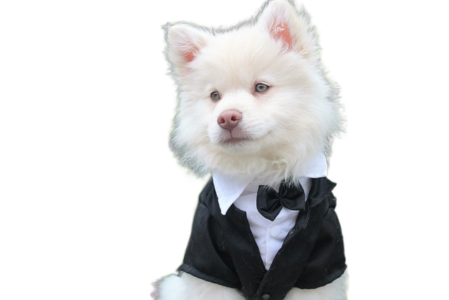 dog, puppy, tux 狗,小狗,晚礼服