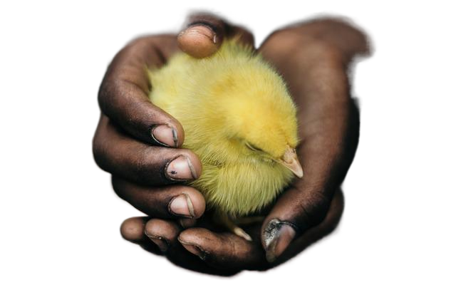 bird, chick, chicken 鸟,小鸡,鸡