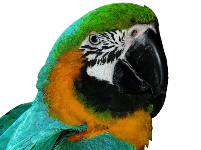 bird, animal, parrot 鸟,动物,鹦鹉