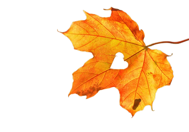 heart, leaf, autumn 心,叶子,秋天