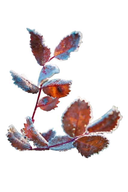 leaves, ice crystals, frosty
