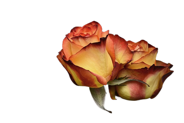 rose, flower, petal