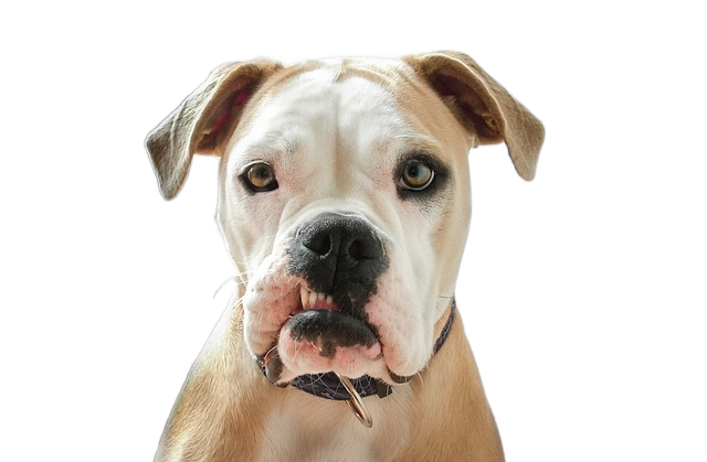 bulldog, portrait, young 斗牛犬、肖像、年轻