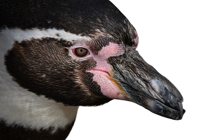 penguin, bird, head