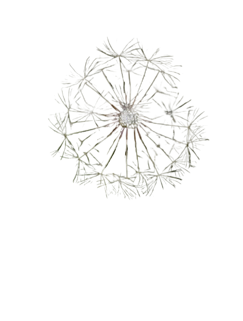 flower, flower wallpaper, bloom