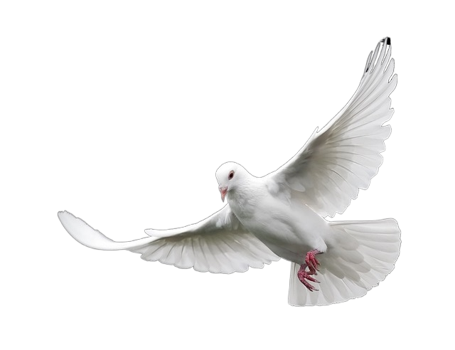 bird, nature, feather 鸟,自然,羽毛