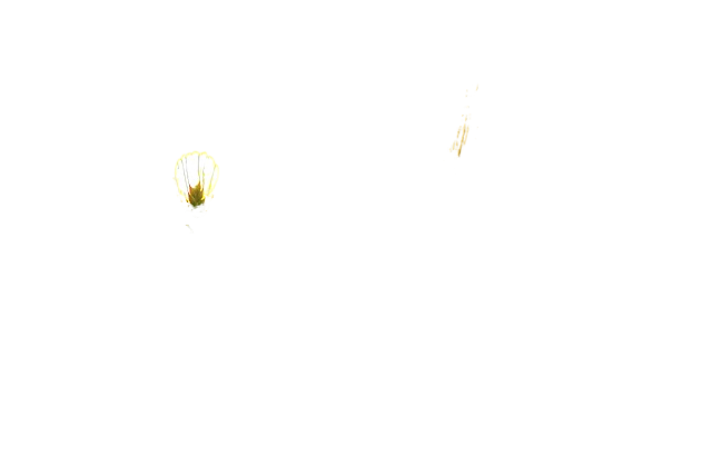 barley field, wheat, agriculture 大麦,小麦,农业