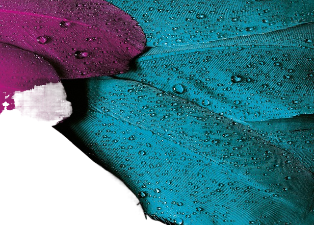 plumage, feathers, dew 羽毛,羽毛,露水