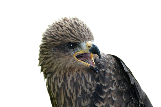 bird, hawk, ornithology