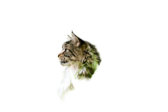 animal, cat, feline