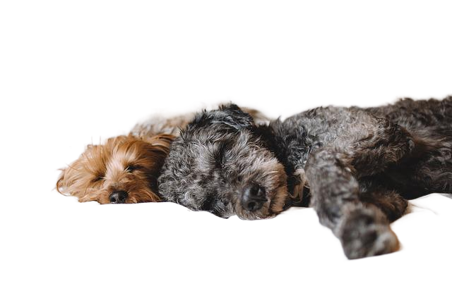 dogs, pets, canine 狗,宠物,狗