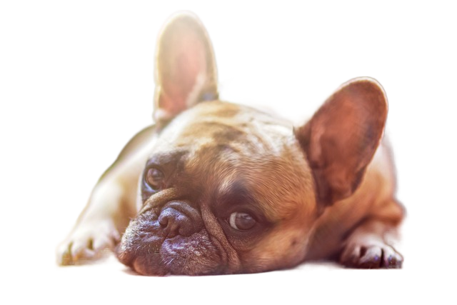 bulldog, dog, pet 斗牛犬,狗,宠物