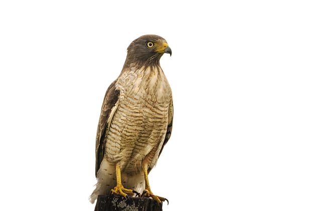hawk, bird, nature