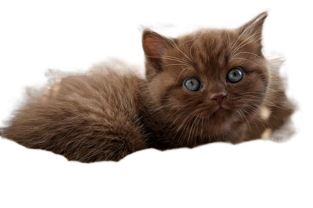 british shorthair, kitten, cat 英国短毛猫,小猫,猫