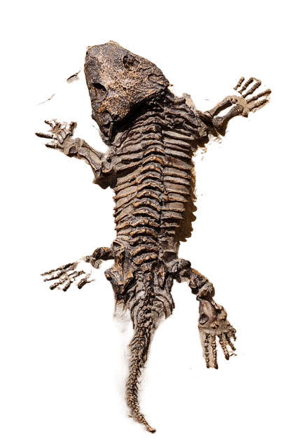 dinosaur, lizard, fossil 蜥蜴,恐龙化石