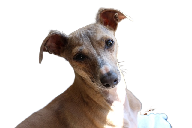 dog, italian greyhound, greyhound 狗,意大利灵缇犬,灰狗