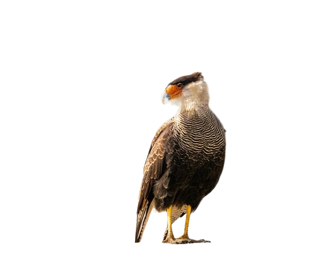 crested caracara, caracara plancus, bird of prey