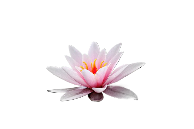 water lily, aquatic plant, flower