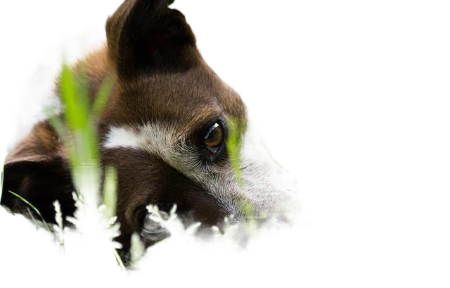 dog, garden, pet 狗,花园,宠物