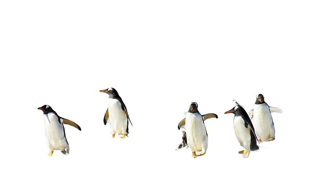penguins, ocean, sea 企鹅,海洋,海洋