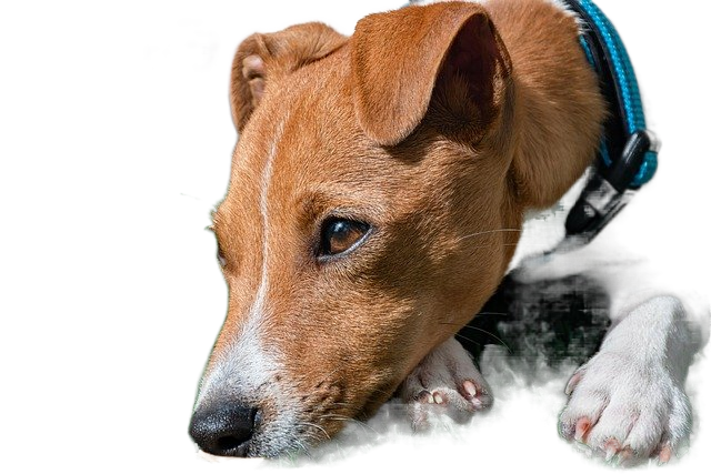 jack russell terrier, puppy, dog 杰克罗素梗,小狗,狗
