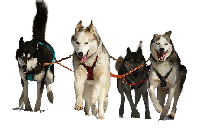 huskies, dogs, race 哈士奇、狗、竞赛