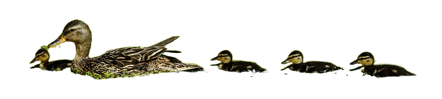 duck, mama, chick 鸭子,妈妈,小鸡