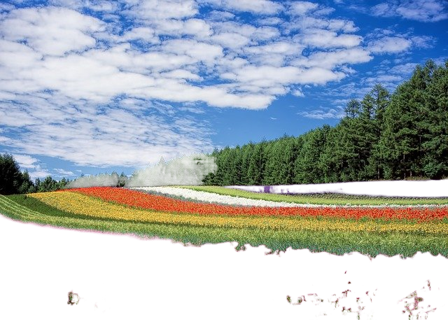 flower field, flowers, field 花,鲜花,字段