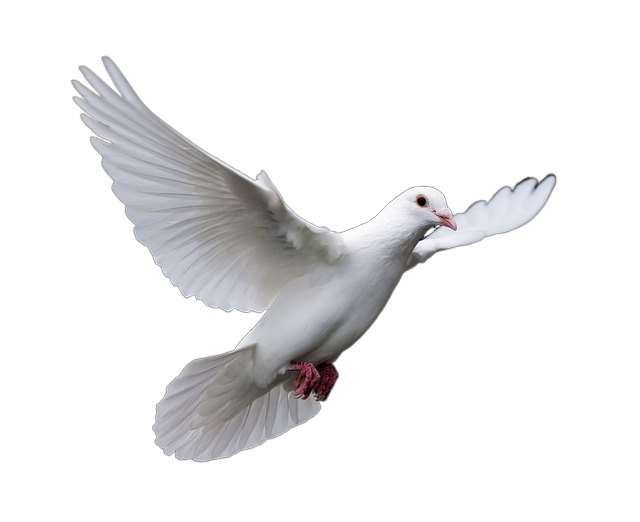 bird, nature, wildlife 鸟,自然,野生动物