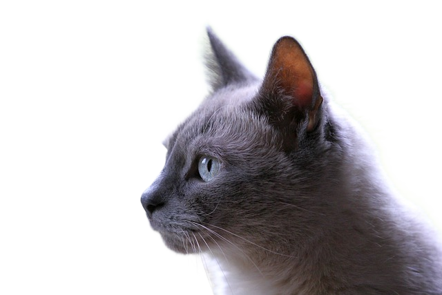 cat, domestic animal, animal