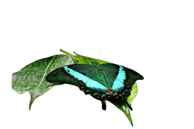 butterfly, animal, wildlife