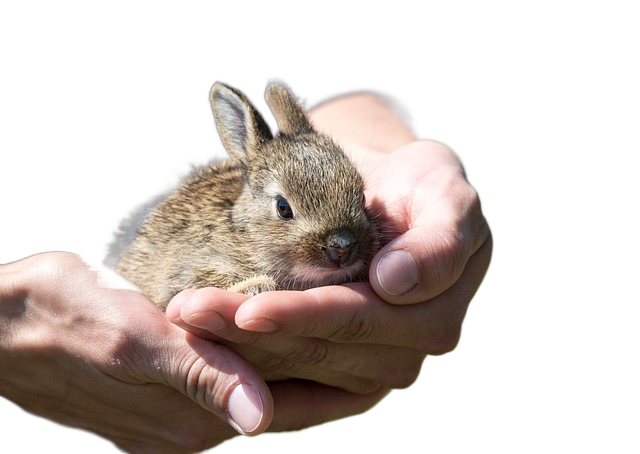 rabbit, hare, pup 兔子,兔子,小狗